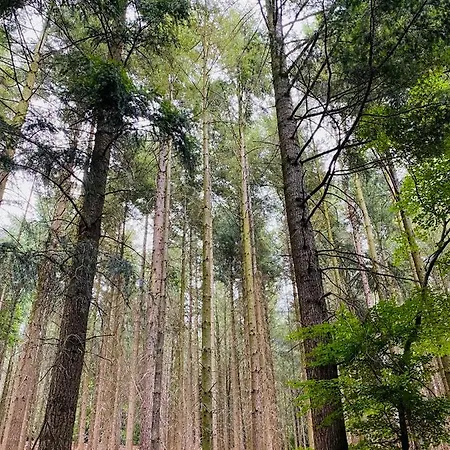 Waldblick * Wilhelmsdorf