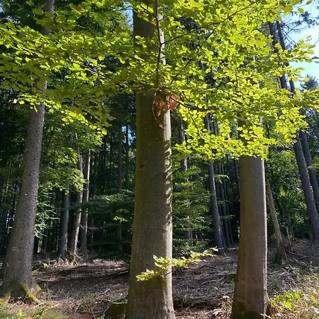 Apartamento Waldblick *